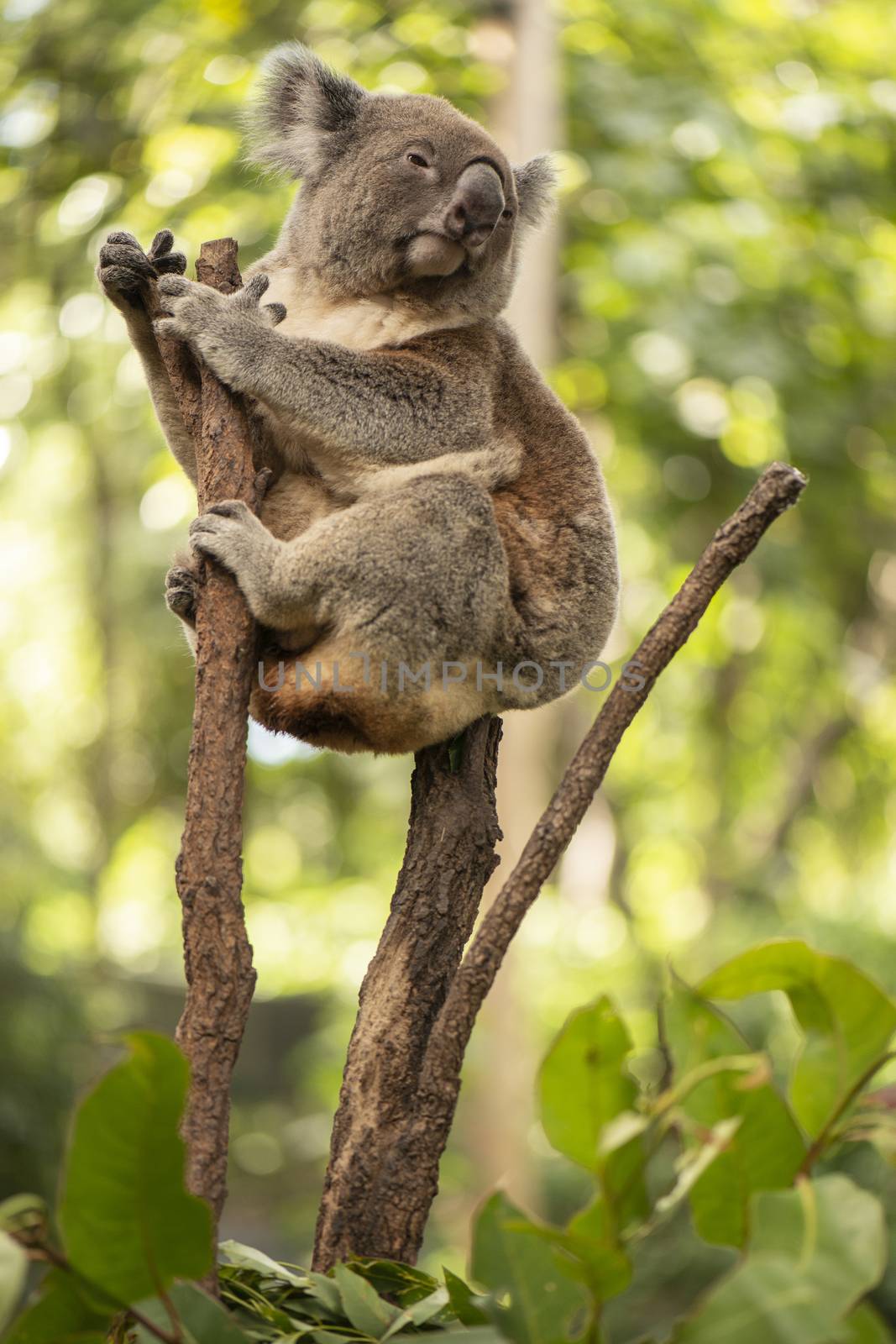 Cute Australian Koala in a tree resting during the day.