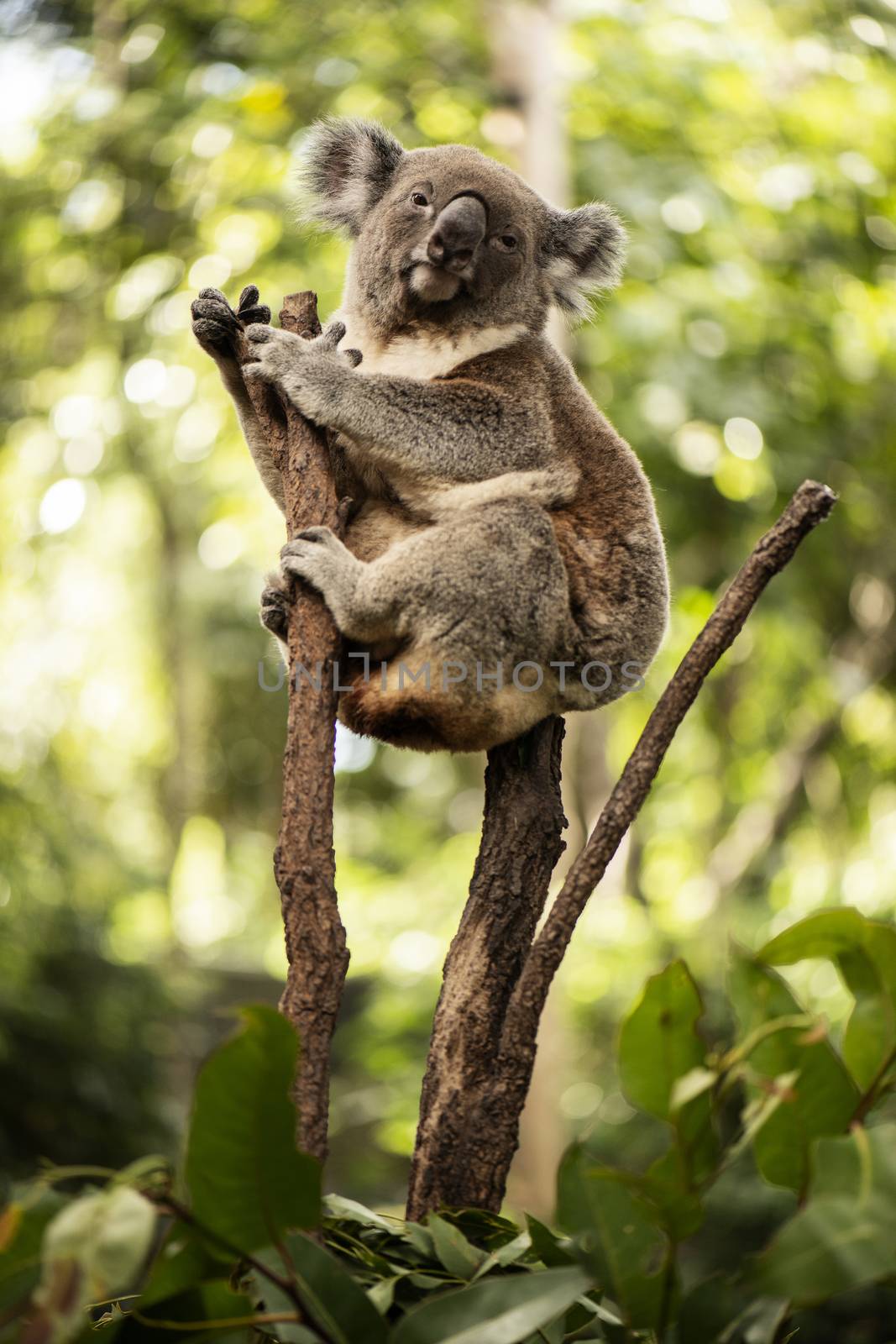 Cute Australian Koala resting during the day. by artistrobd