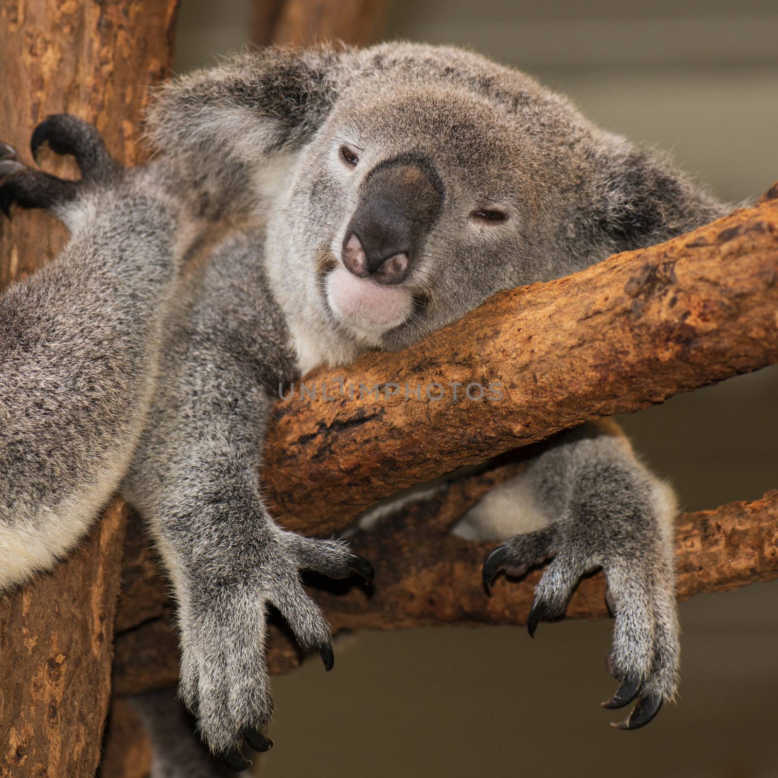 Cute Australian Koala in a tree resting during the day.