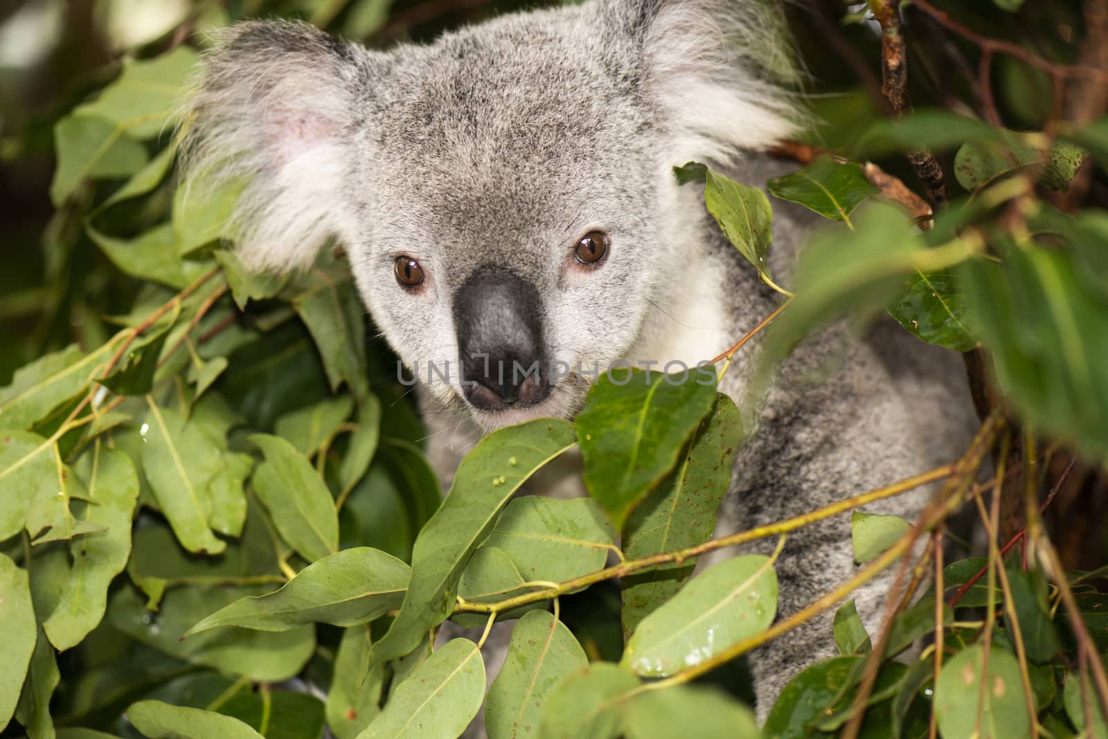 Cute Australian Koala in a tree resting during the day.