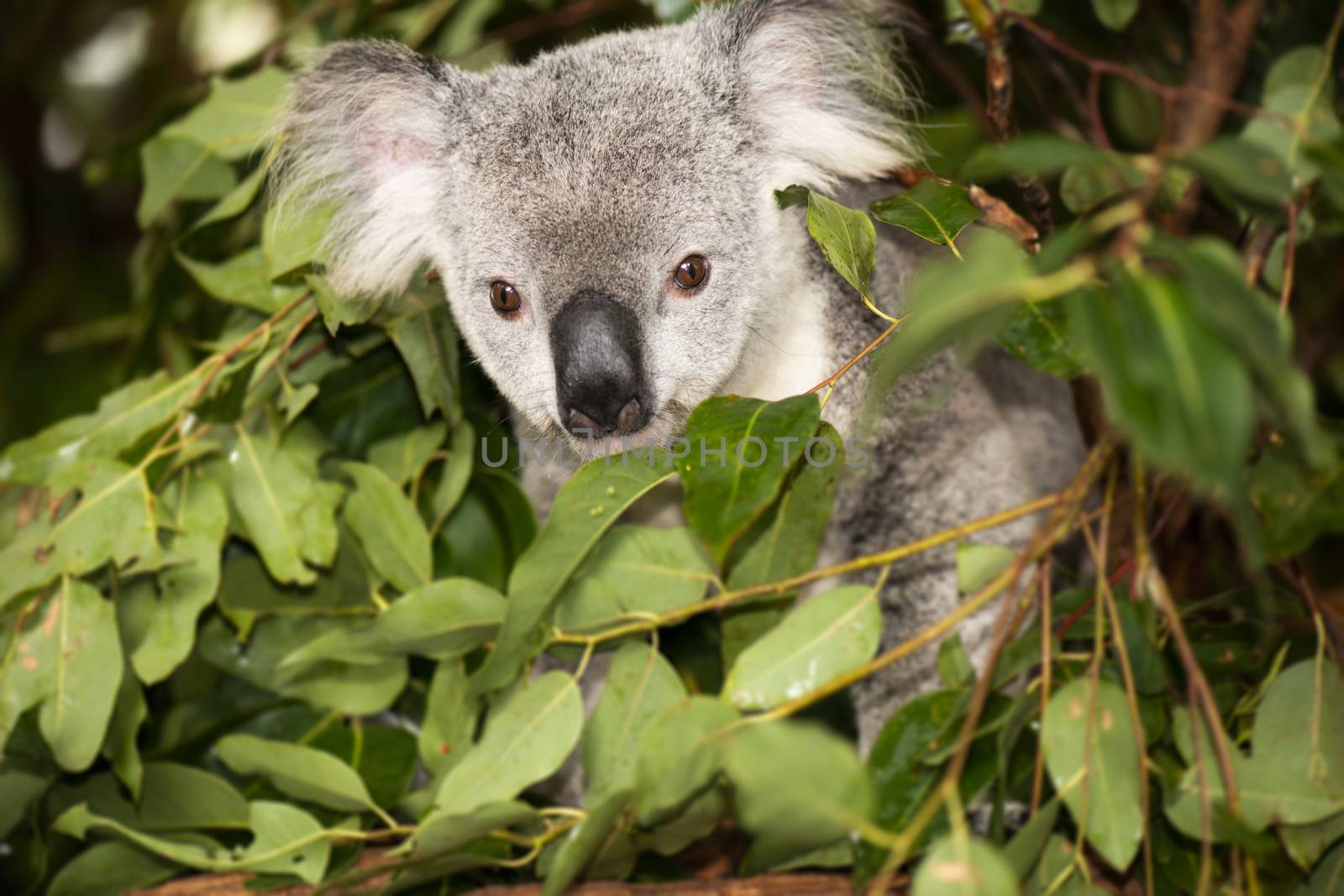 Cute Australian Koala in a tree resting during the day.