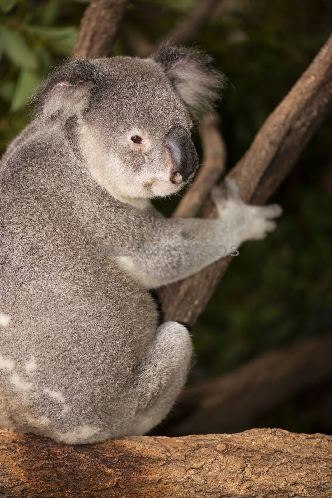 Cute Australian Koala in a tree resting during the day.