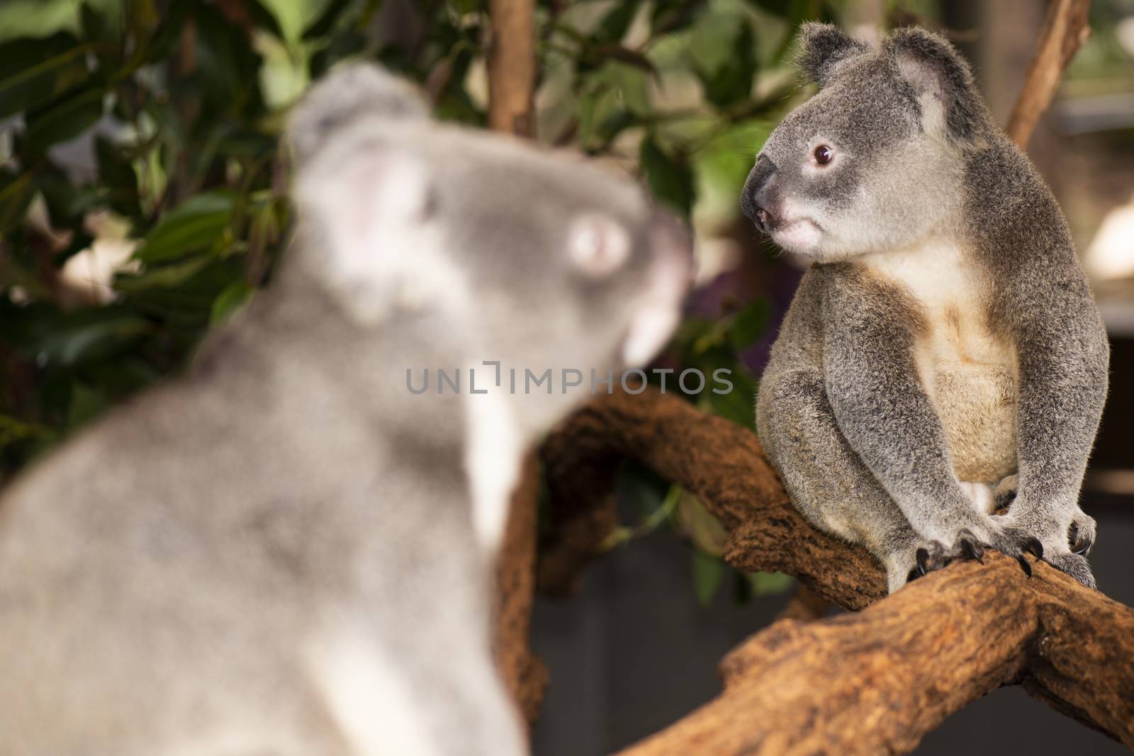 Cute Australian Koala in a tree resting during the day.