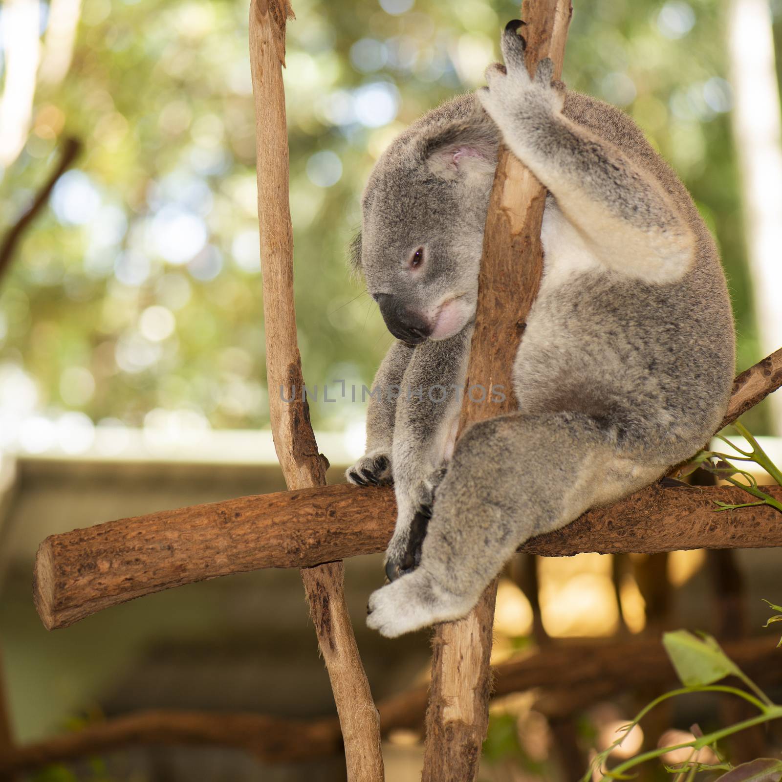 Cute Australian Koala in a tree resting during the day.