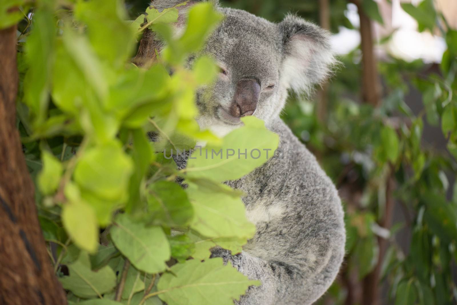 Cute Australian Koala resting during the day. by artistrobd