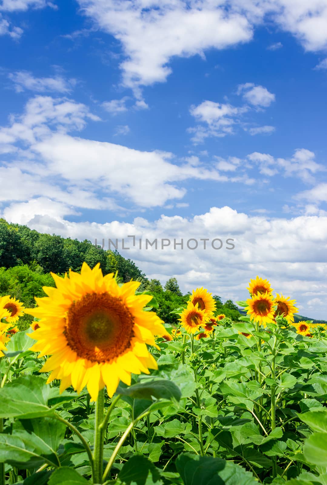 sunflower field in the mountains by Pellinni