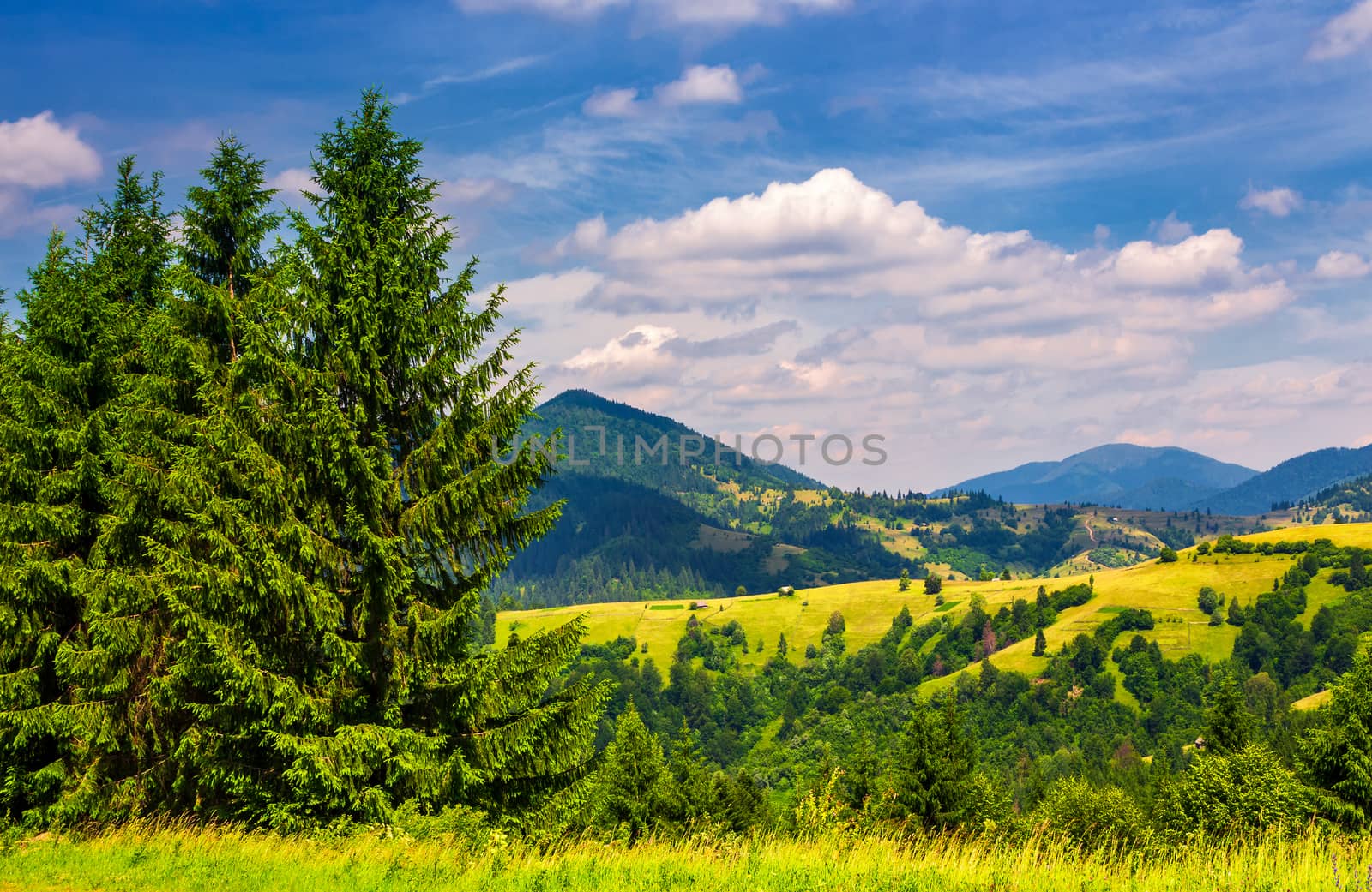 beautiful summer landscape in mountains by Pellinni
