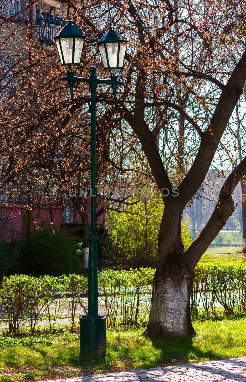 old lantern in the sakura park. lovely urban scenery in springtime