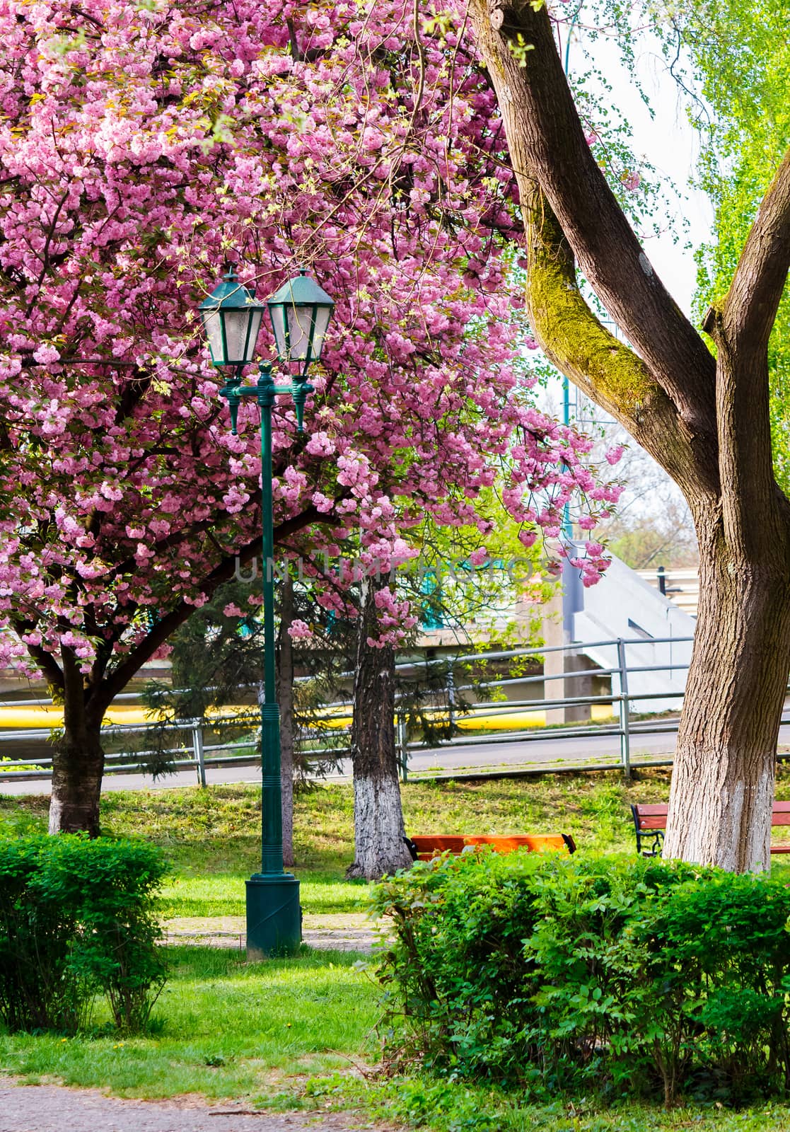 old lantern in the sakura park by Pellinni