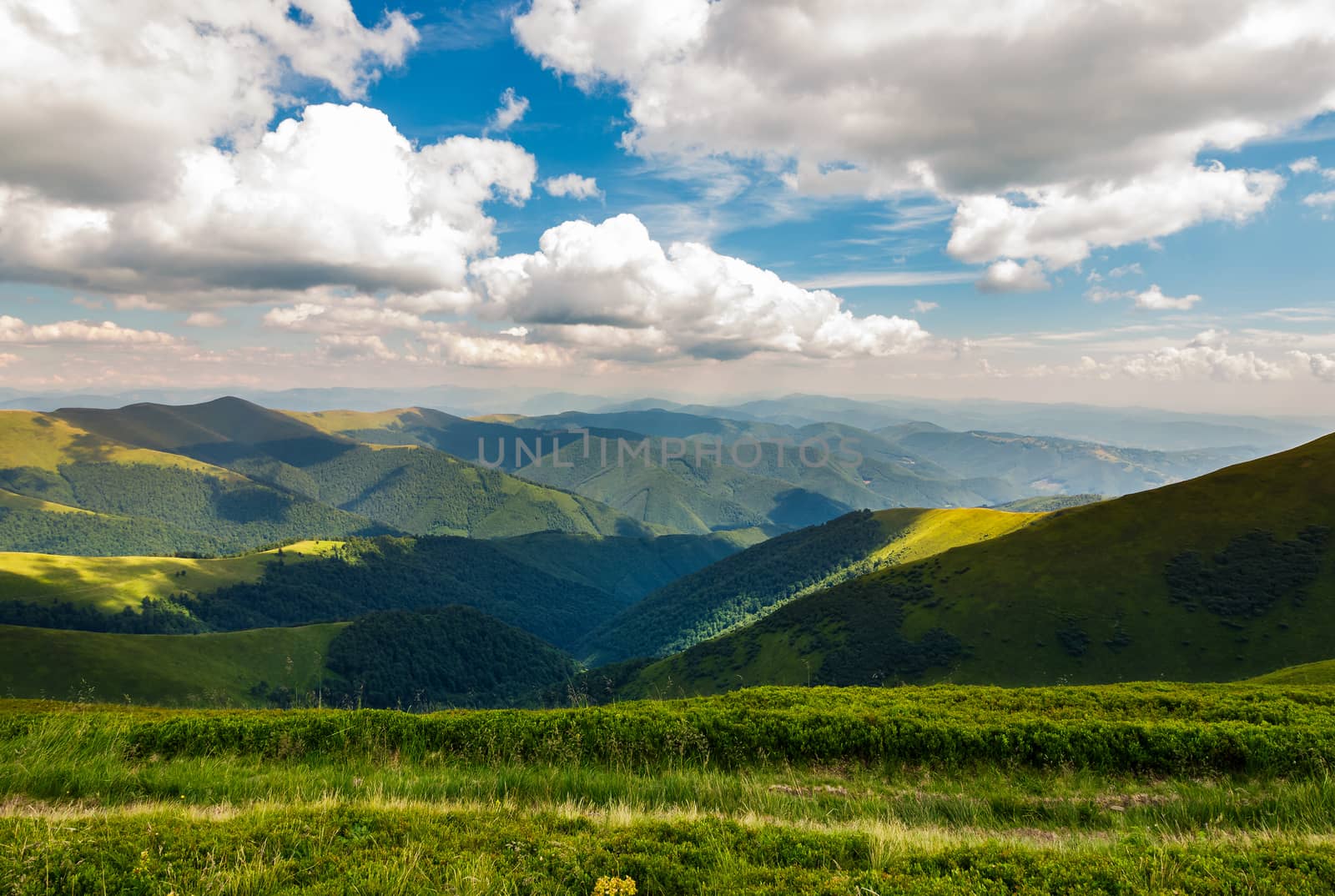 rolling hill of Carpathian mountains. beautiful summer landscape