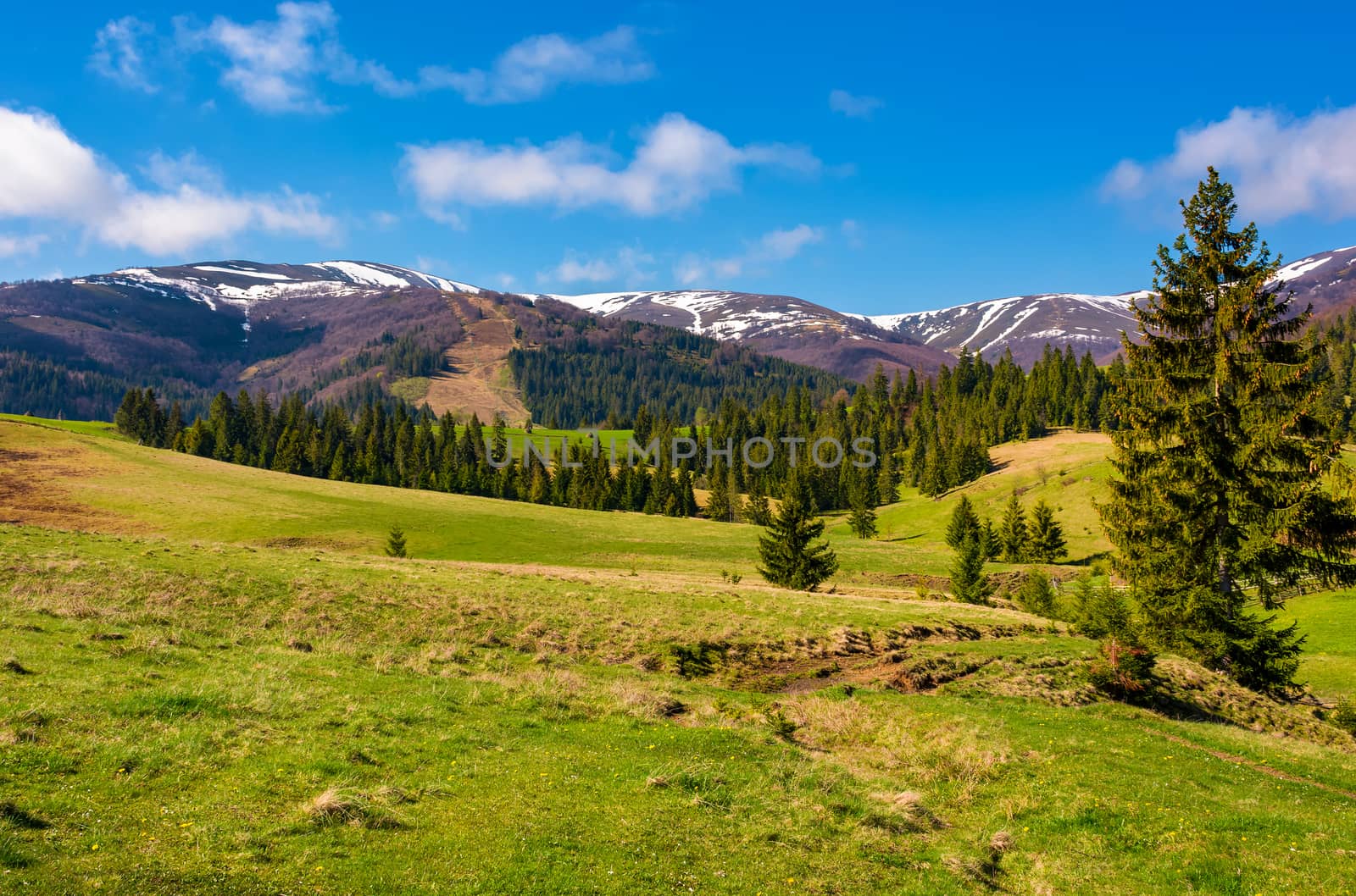forested hills and grassy meadows in springtime by Pellinni