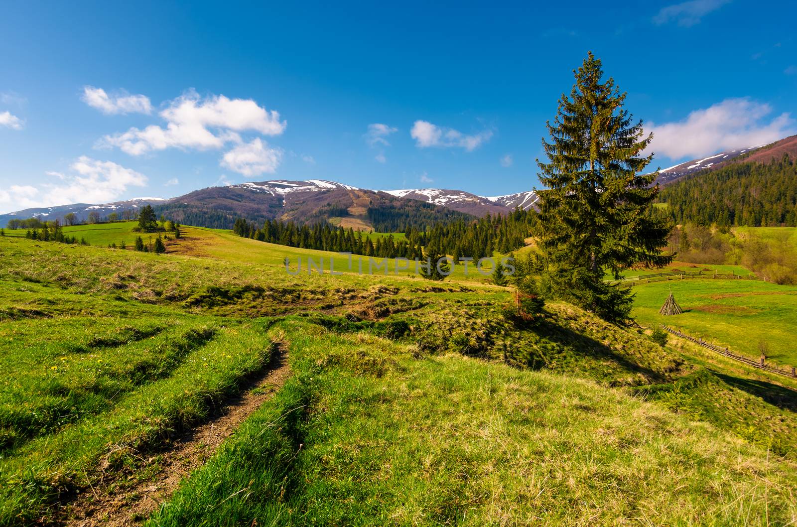 rural are in Carpathian mountains in springtime by Pellinni