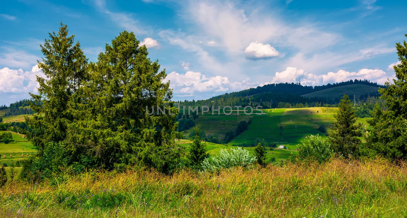 row of trees on Carpathian hills. beautiful countryside scenery of mountainous rural area
