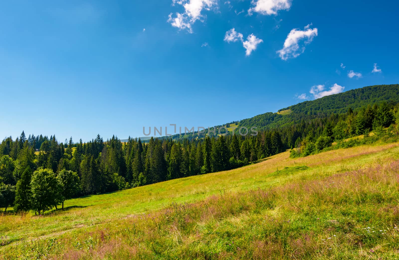 wide meadow among the spruce forest by Pellinni