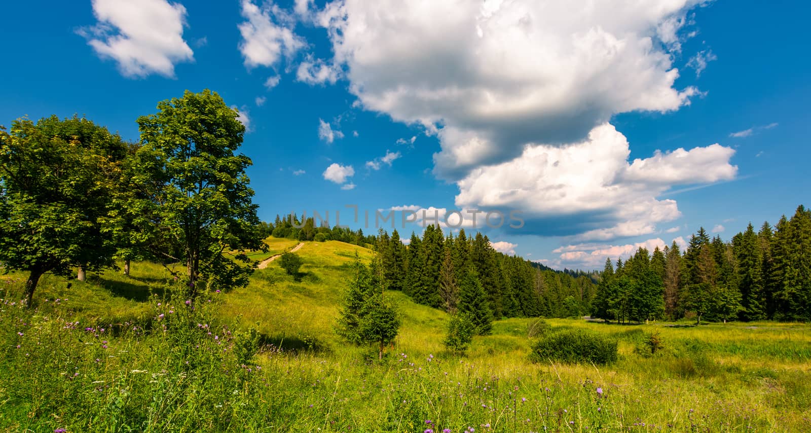 grassy meadow among the forested hills by Pellinni