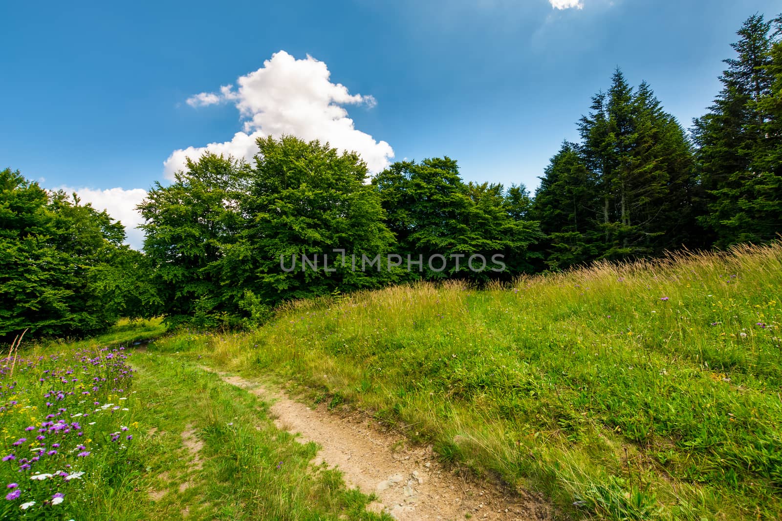 footpath trough the glade in forest. lovely summer nature scenery