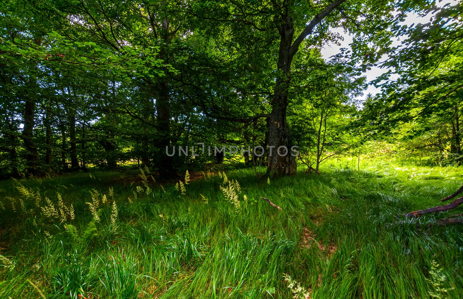 tall grass under the trees. lovely summer nature scenery