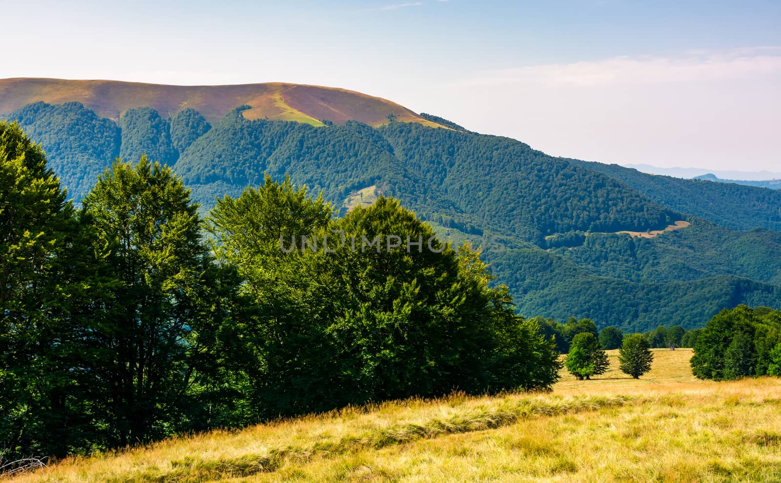 forested hills of Carpathian mountains in summer. Apetska mountain in the distance