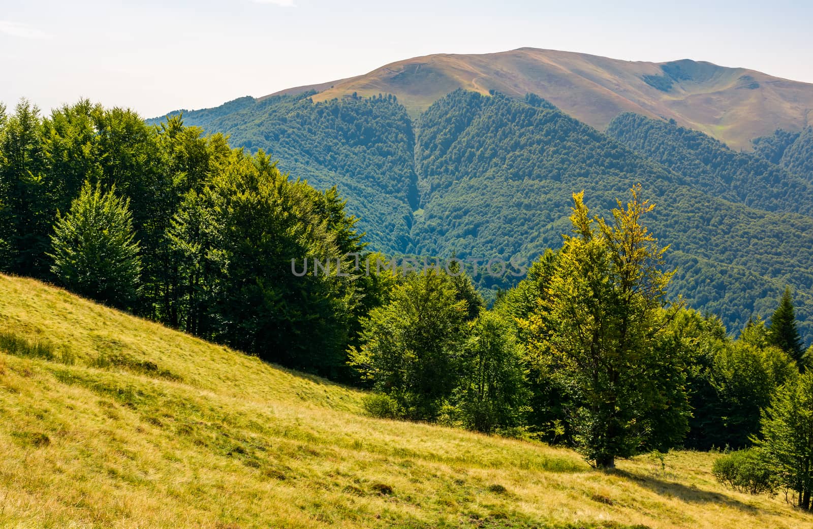 forested hills of Carpathian mountains in summer by Pellinni