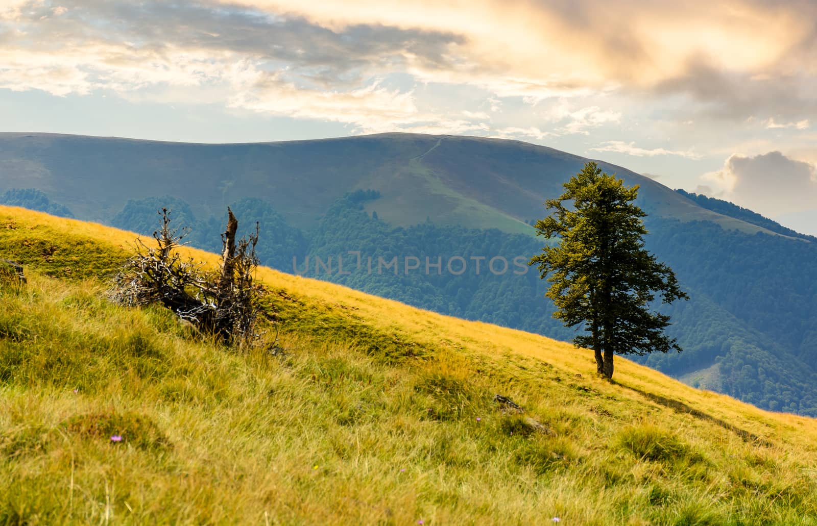 tree on the grassy hillside by Pellinni