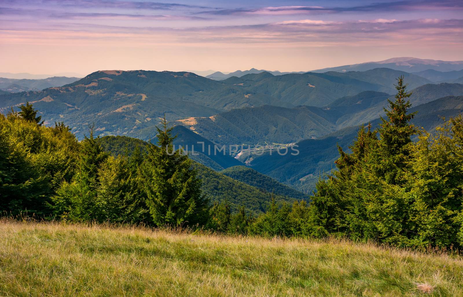 forested hills over the Brustury valley at sunset. gorgeous mountainous landscape, TransCarpathia, Ukraine