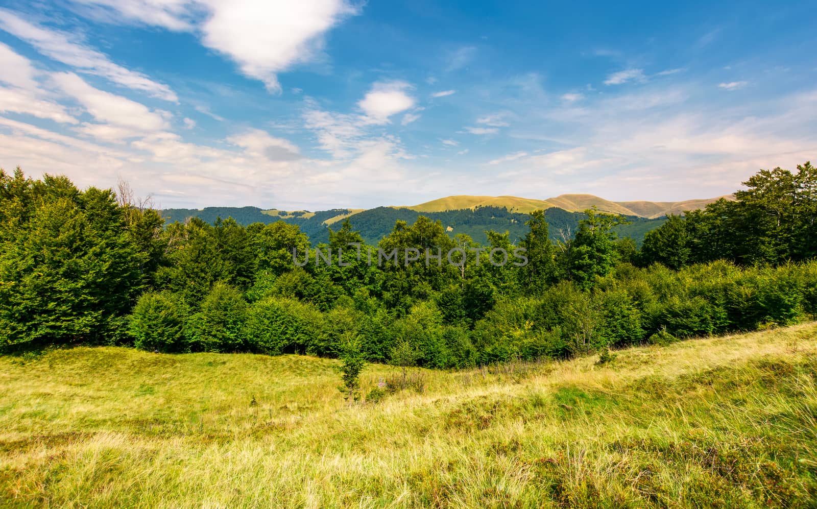 forested hill on the meadow in summer by Pellinni