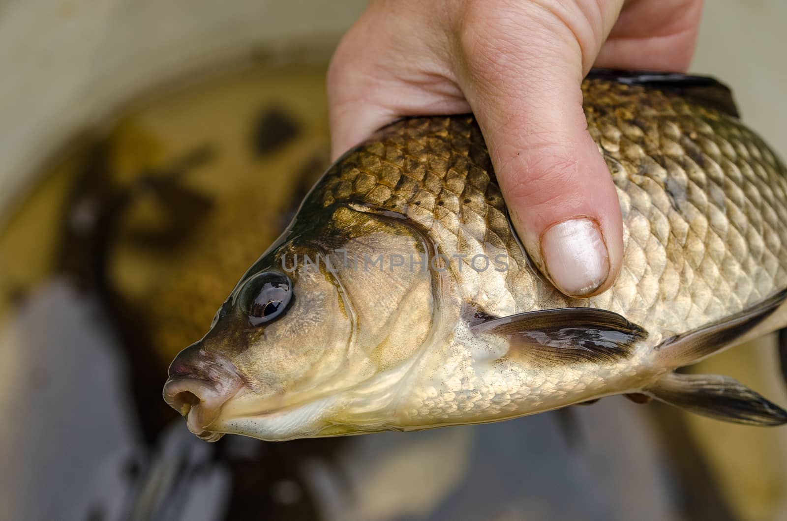Carp just caught on the bait lake