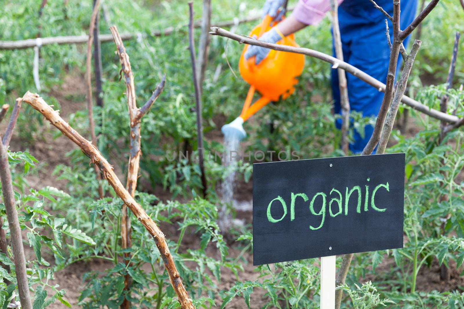 Farmer watering organic vegetable garden. Tomato plant.