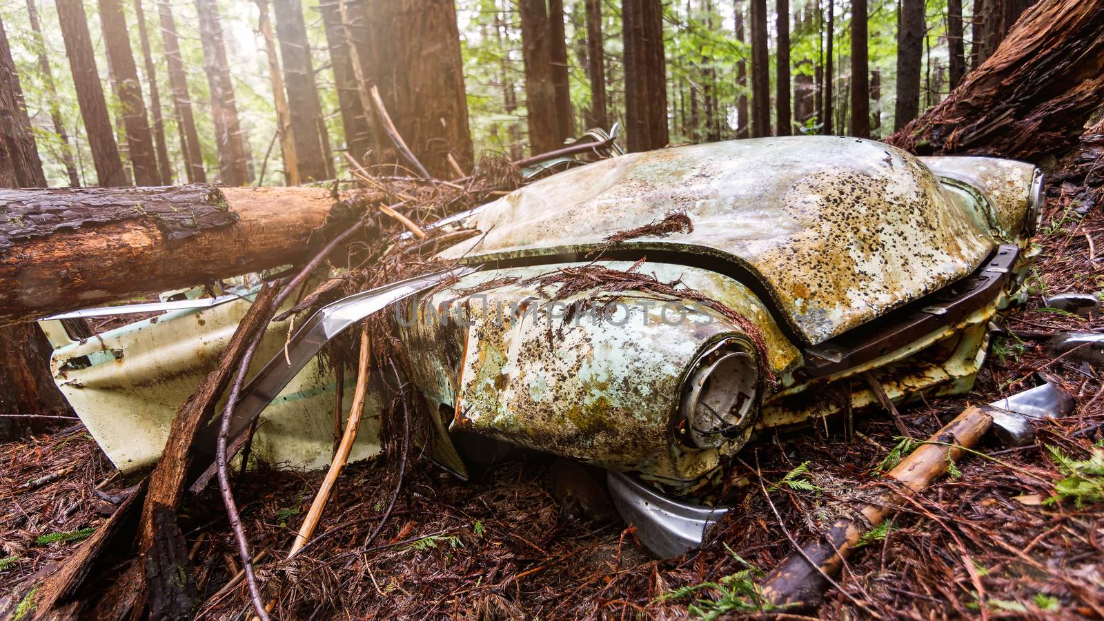 An abandoned classic vehicle rusts in a Northern California forest.