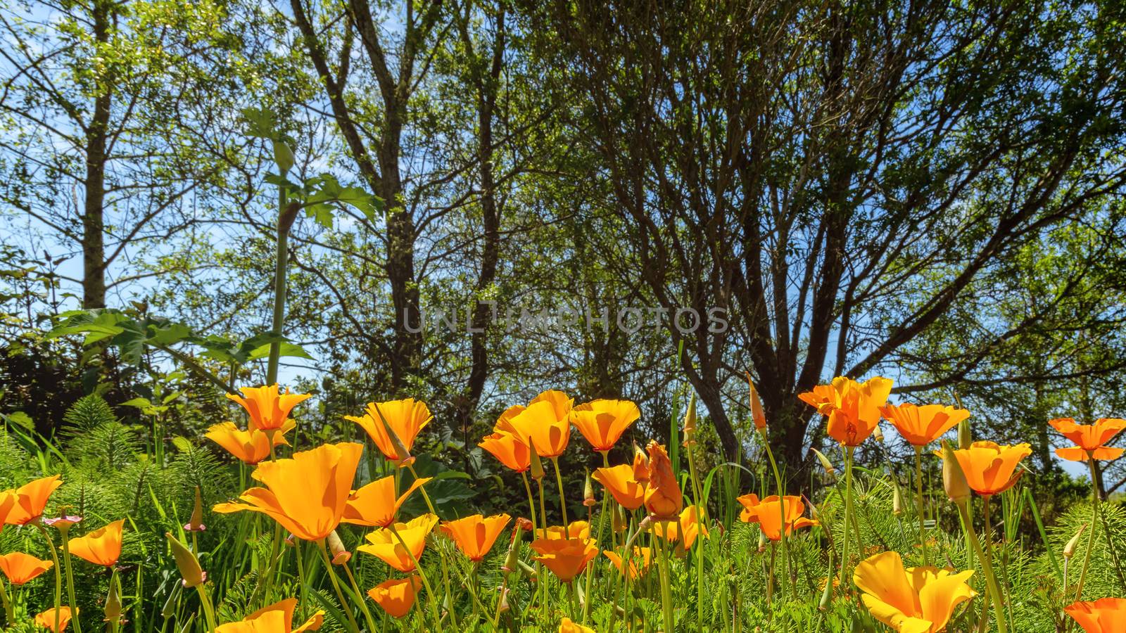 California Poppies on a Sunny Day by backyard_photography