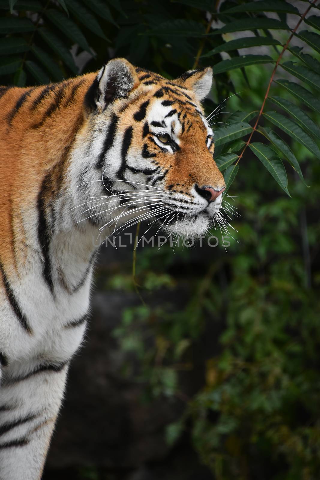 Close up side profile portrait of one young Siberian tiger (Amur tiger, Panthera tigris altaica) looking awauy, low angle view