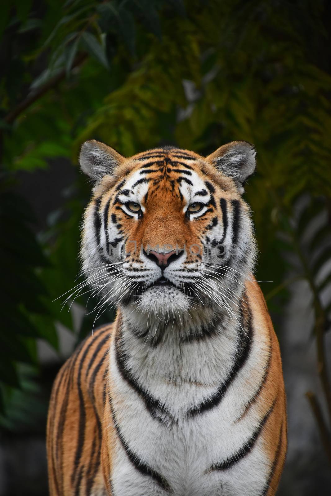 Close up portrait of one young Siberian tiger (Amur tiger, Panthera tigris altaica) looking at camera, low angle view