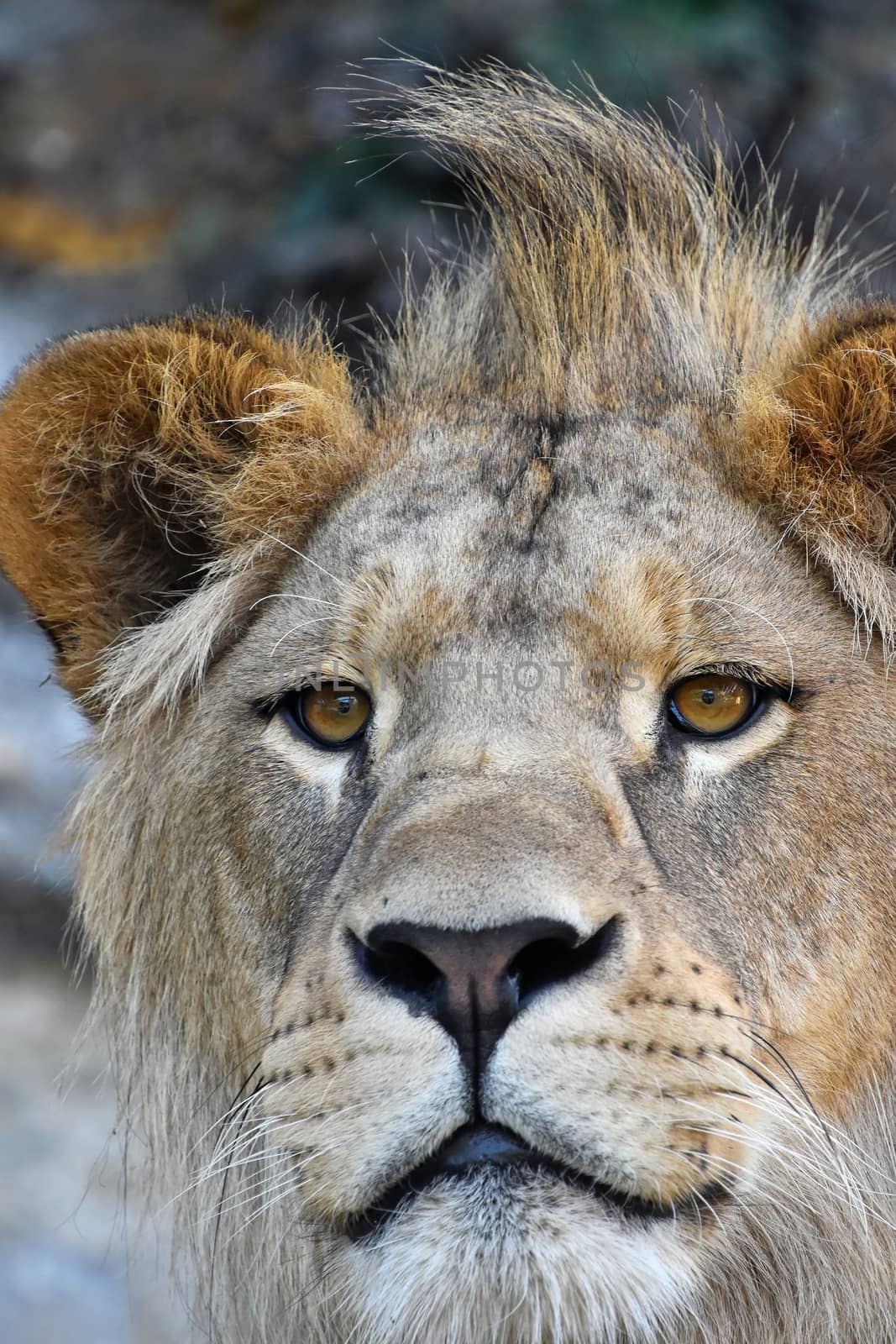 Extreme close up portrait of young cute male African lion with beautiful mane, looking at camera, low angle view