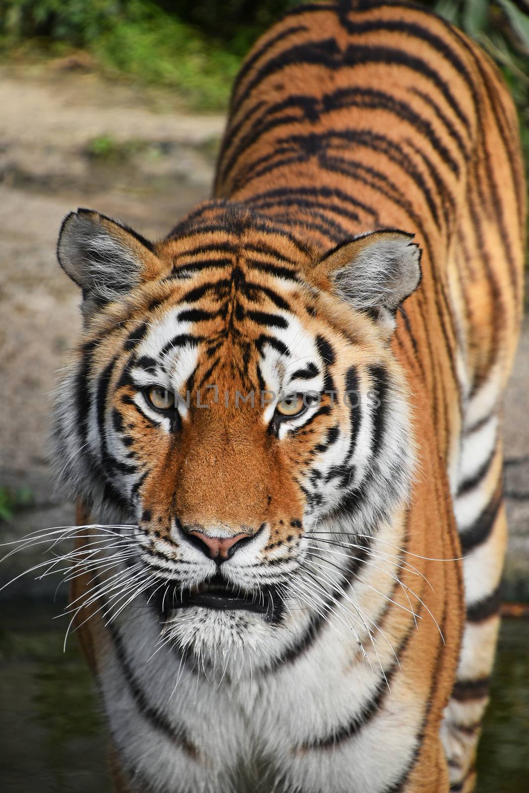 Close up front portrait of one young Siberian tiger (Amur tiger, Panthera tigris altaica) standing in water and looking at camera, high angle view