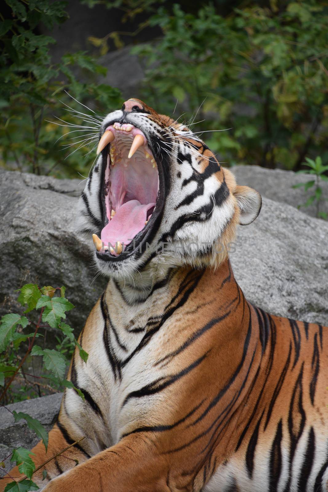 Close up profile portrait of one Indochinese tiger yawning or roaring, mouth wide open and showing teeth, low angle view