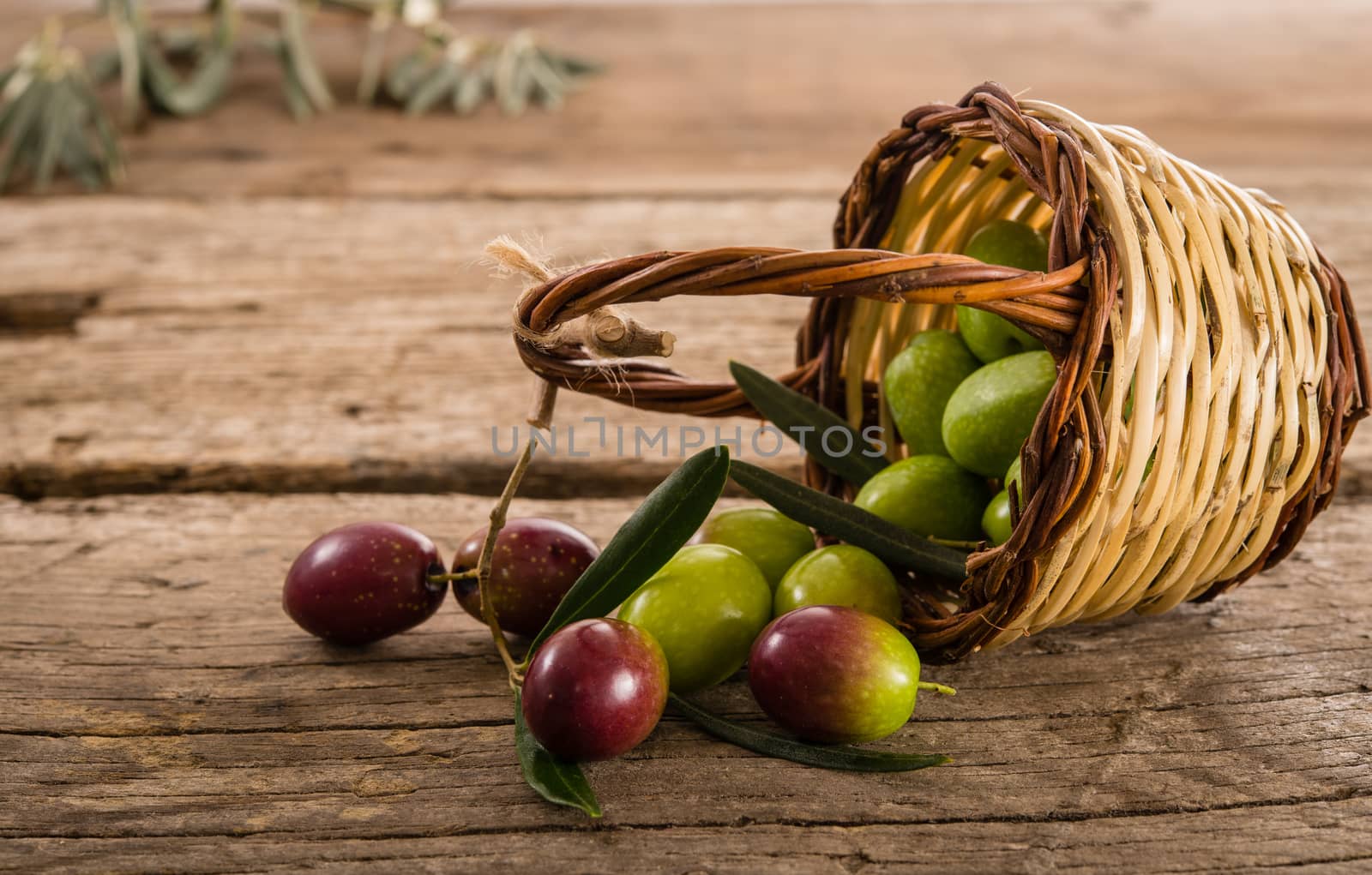 fresh olives in a basket, placed on a rustic wooden table. Olives from Sicily, Italy