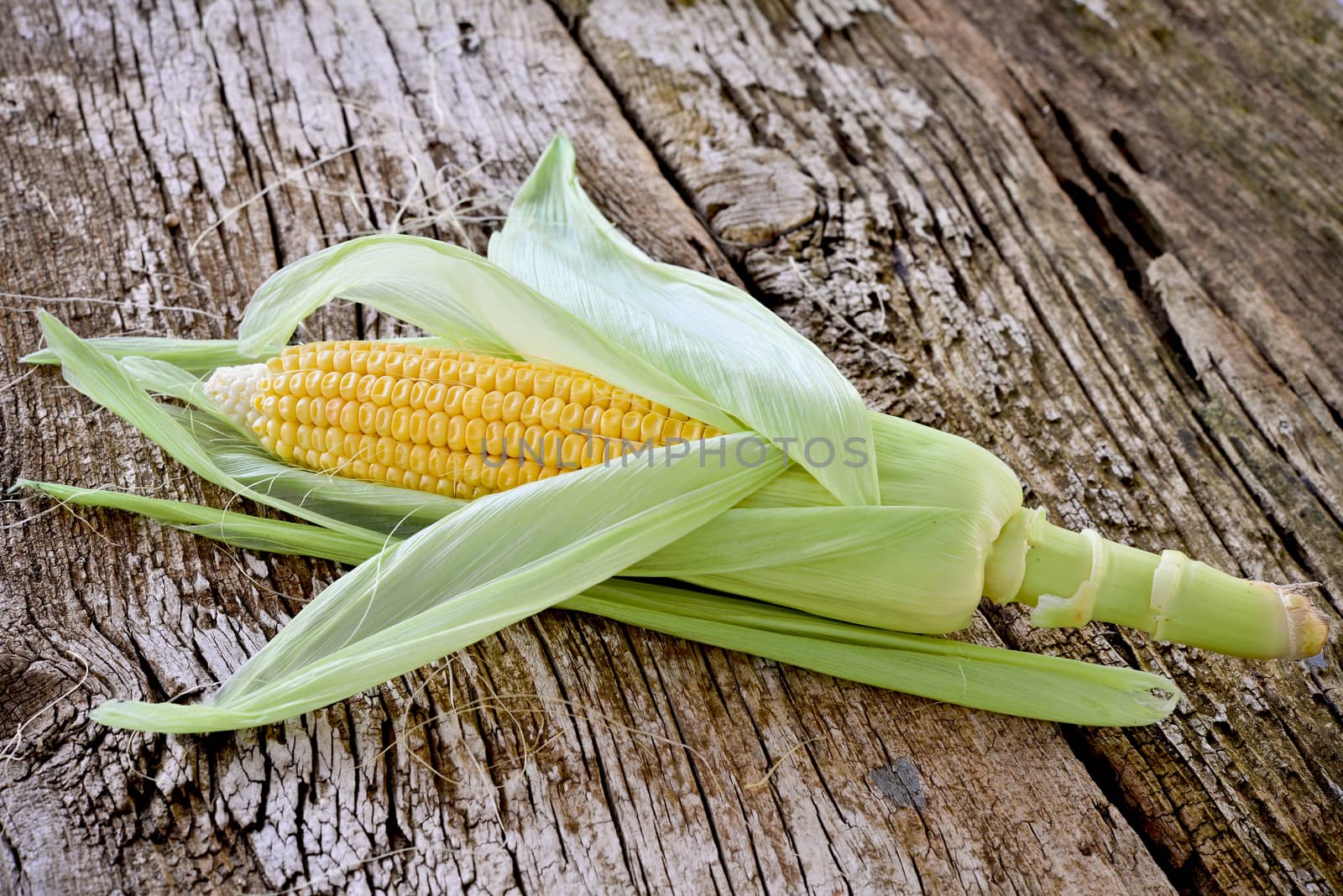 Sweet corn closeup. Fresh organic corn cob.