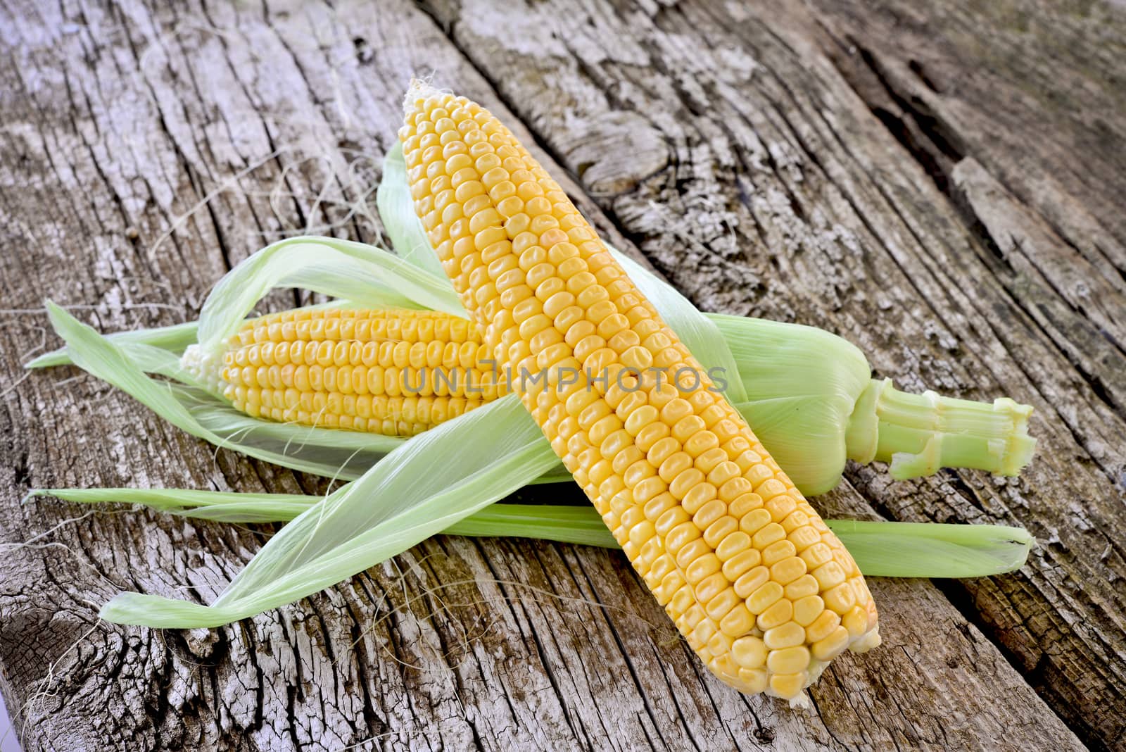 Sweet corn closeup. Fresh organic corn cob.