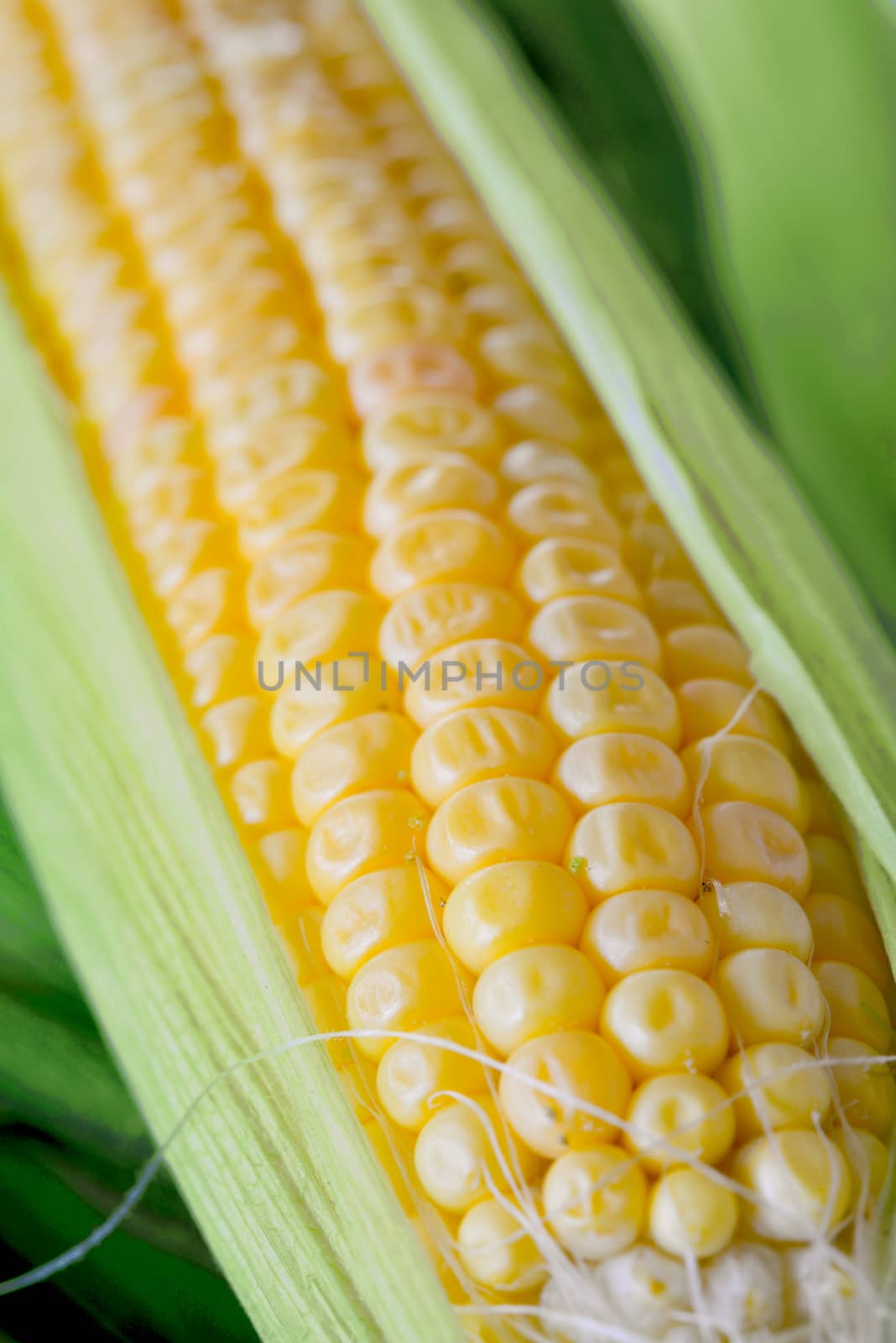 Sweet corn closeup. Fresh organic corn cob.