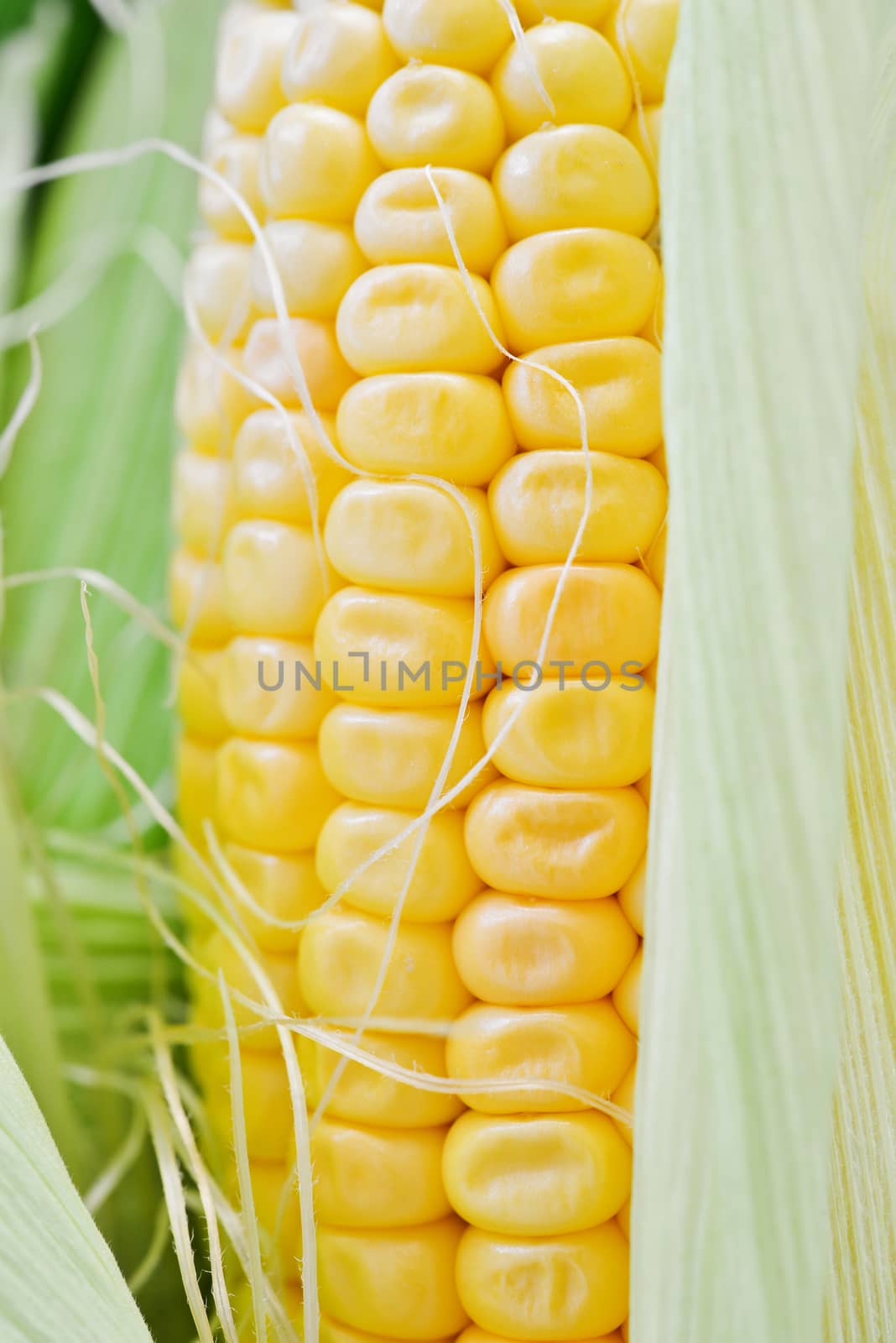 Sweet corn closeup. Fresh organic corn cob.