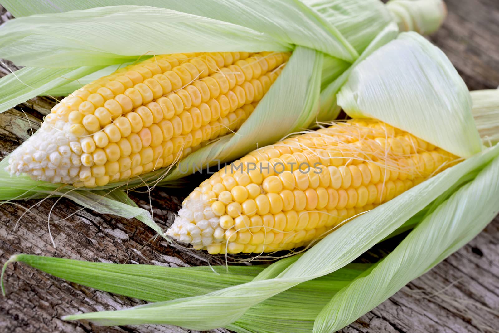 Sweet corn closeup. Fresh organic corn cob.