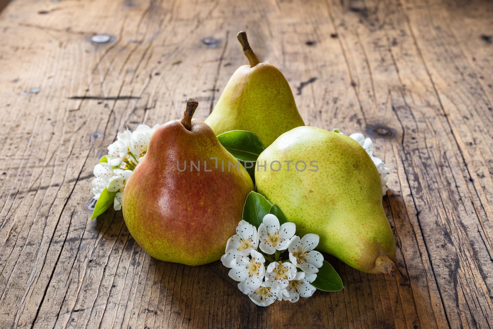 Red pear, flowering pear, on vintage dark wood background.