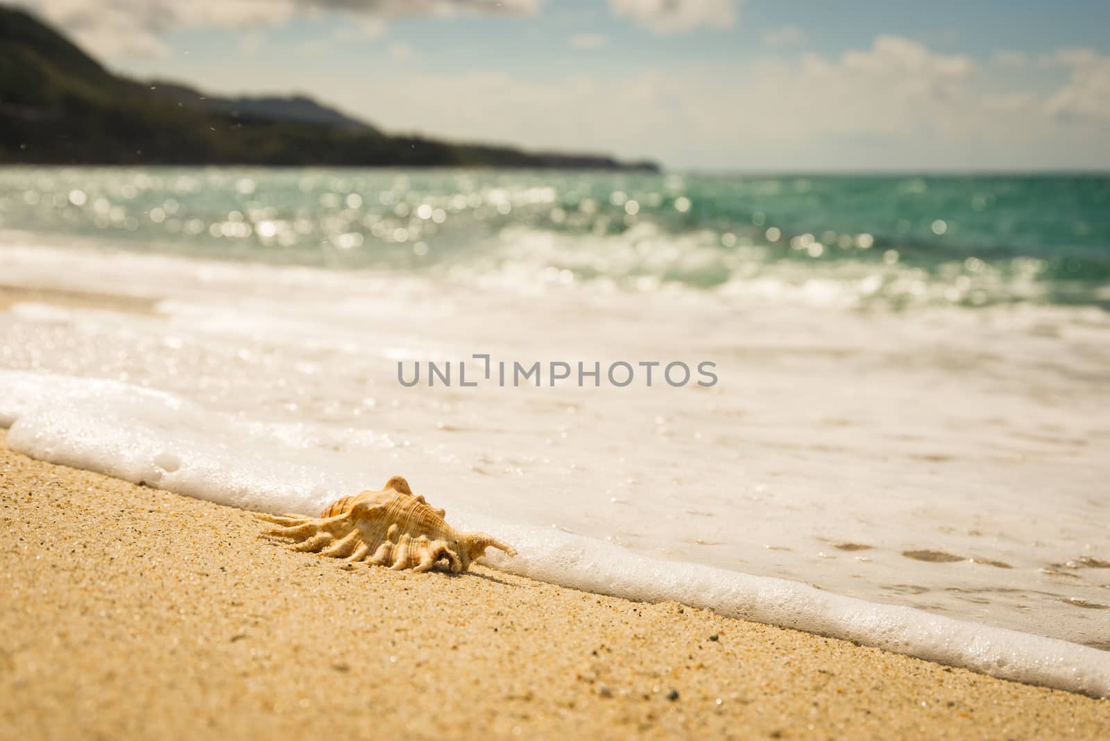 a shell on the beach hit by a small wave