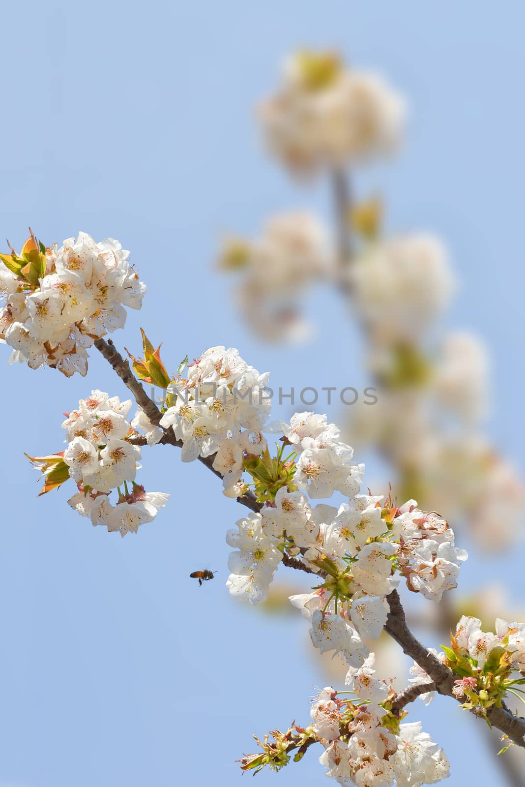 A little bee flies on cherry blossoms