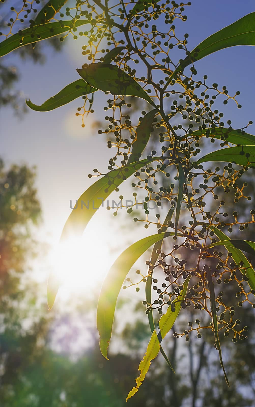 Bright sun rays shining through Australian zigzag wattle branches of  Acacia macradenia in a silhouette bush scene during early morning in winter