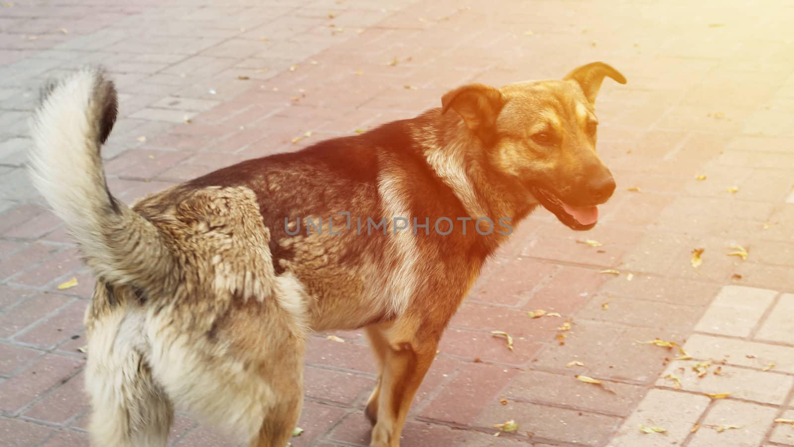 portraits of an old brown fur homeless dog under morning sunlight on city pathway floor.
