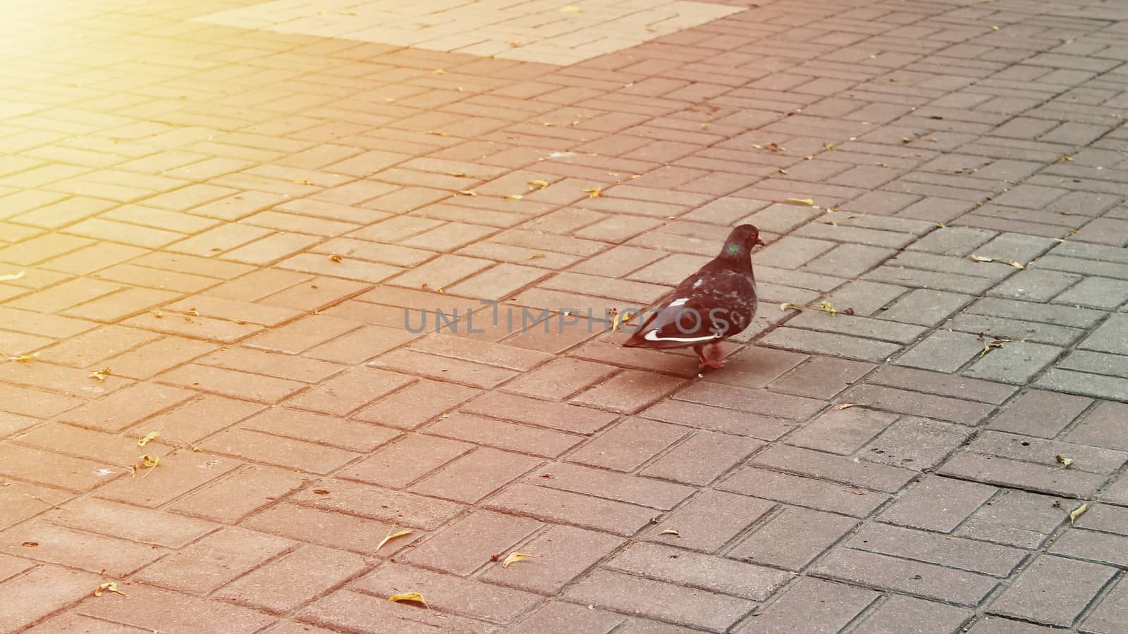 European pigeon is on the pavement slab by nolimit046