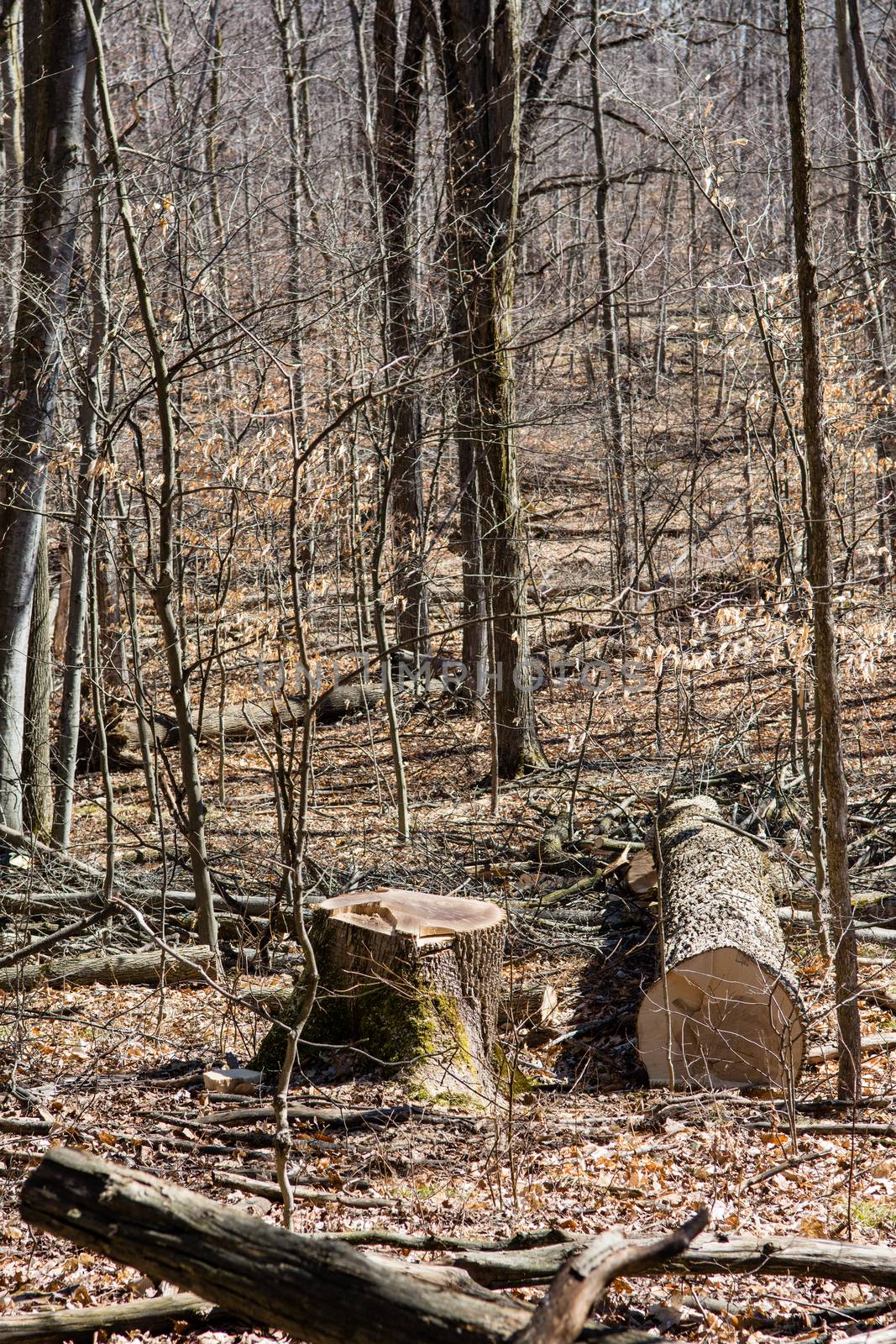 Cutting trees in the forest leaves many branches and sticking stumps