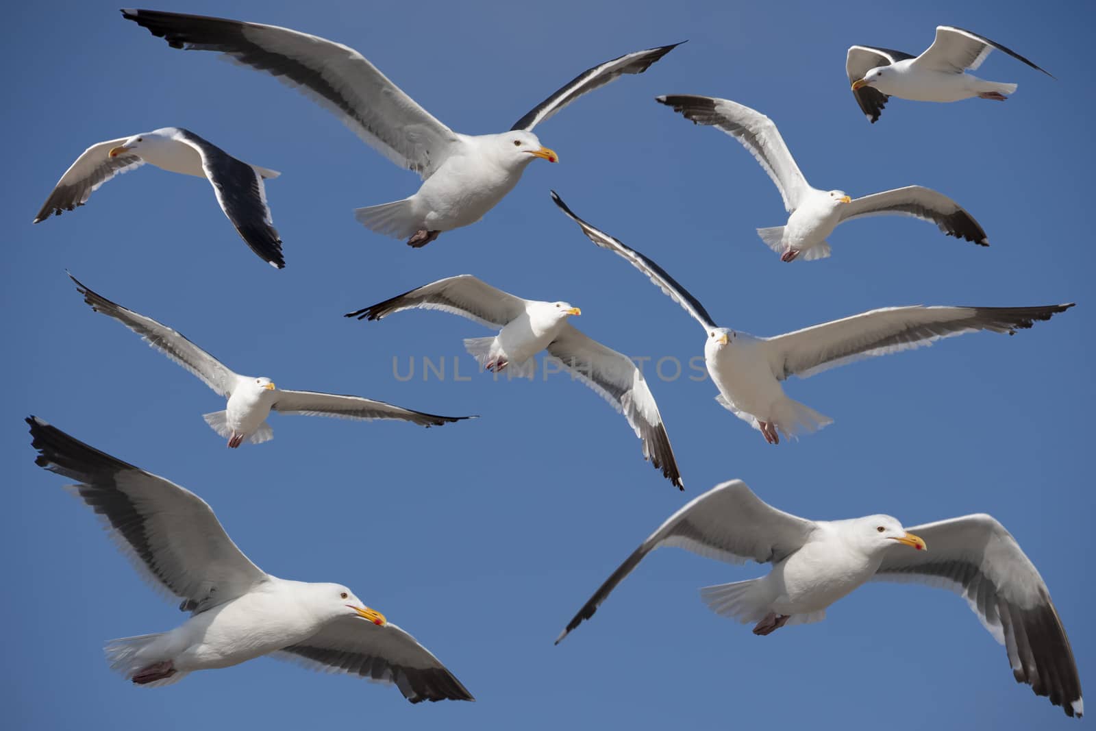 California Gull by whitechild