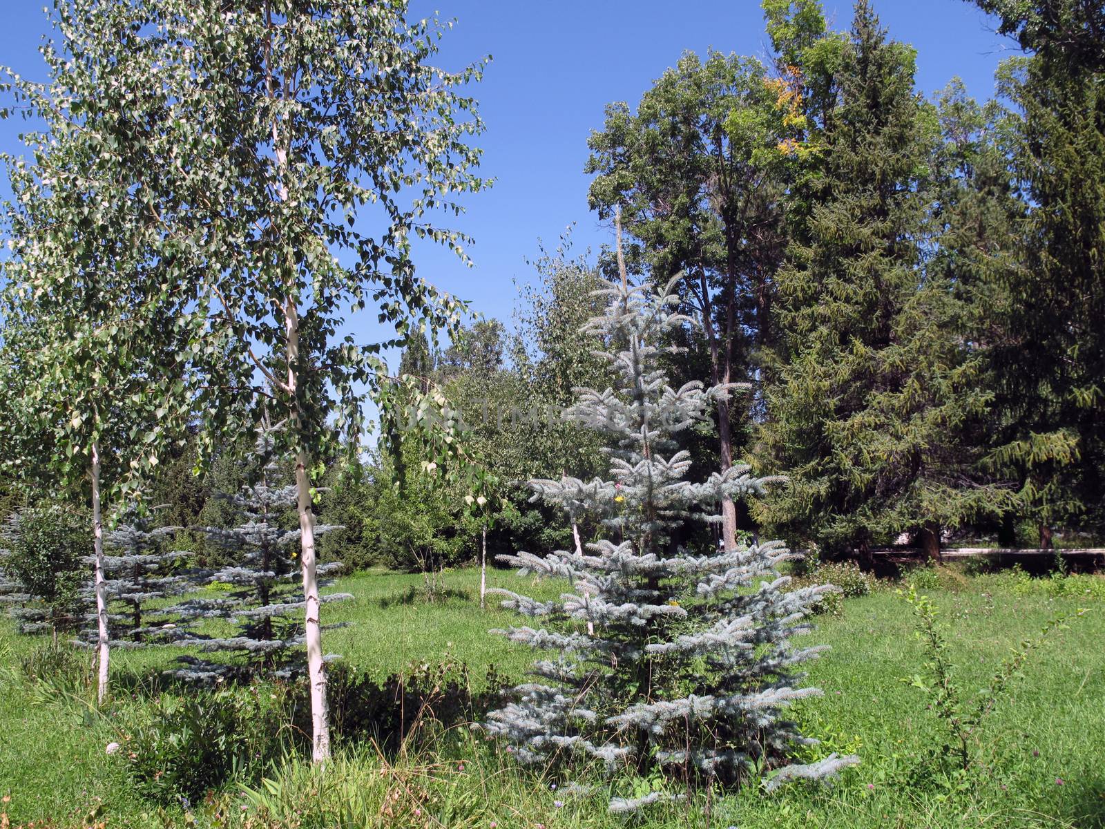  blue fur-trees of a birch and pine  